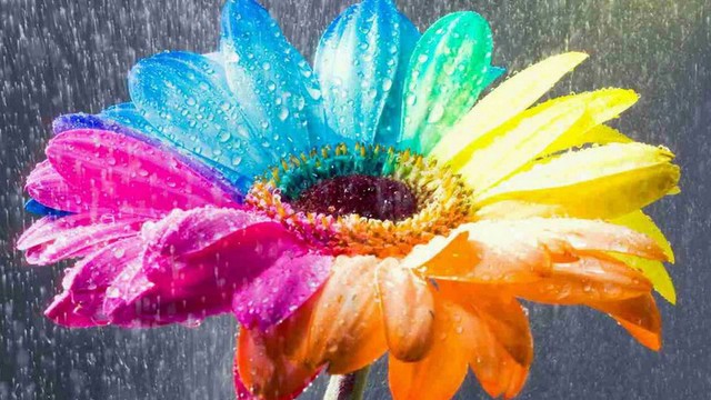 flower-wallpapers-colorful-rain